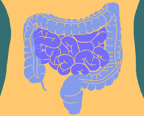 Intestines inside body showing gut bacteria in the small intestine. 3D illustration.