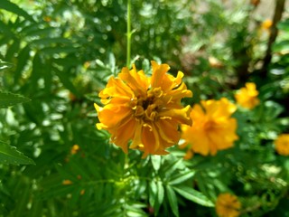 Tagetes erecta (Mexican marigold, Aztec marigold, African marigold) with natural background