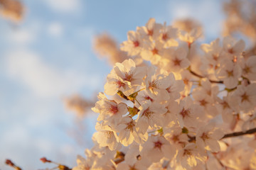 cherry blossoms