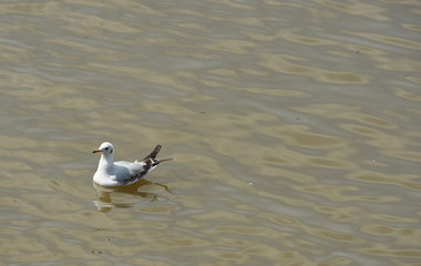 Seagulls on the beach of Samut Prakan, Thailand
