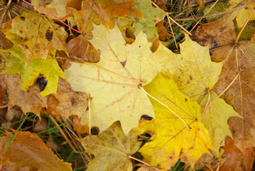 Autumn leaves on the ground. Abstract background