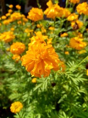 Tagetes erecta (Mexican marigold, Aztec marigold, African marigold) with natural background