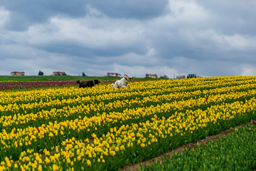 Fototapeta na wymiar white and black color dog having fun in A magical landscape with blue sky over tulip field
