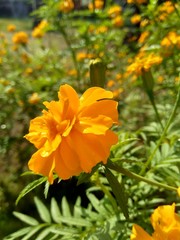 Tagetes erecta (Mexican marigold, Aztec marigold, African marigold) with natural background
