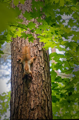 A small squirrel descends down the tree trunk.