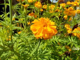 Tagetes erecta (Mexican marigold, Aztec marigold, African marigold) with natural background
