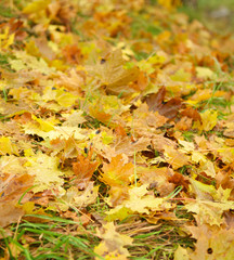 Autumn leaves on the ground. Abstract background