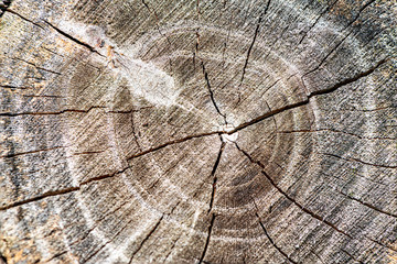 Cut of a log of wood