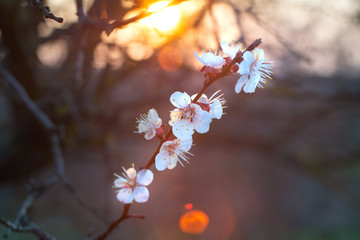 Sunset light goes through the spring flowers