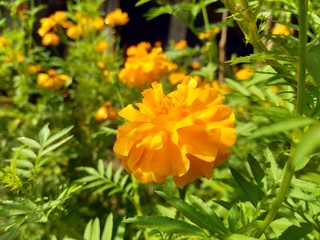 Tagetes erecta (Mexican marigold, Aztec marigold, African marigold) with natural background
