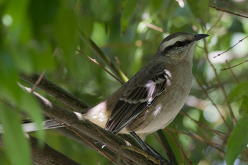 great tit on a branch