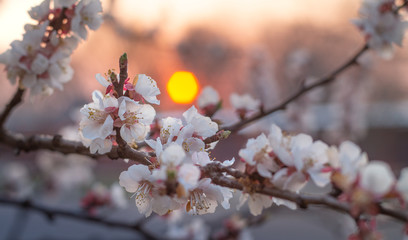 Sunset light goes through the spring flowers