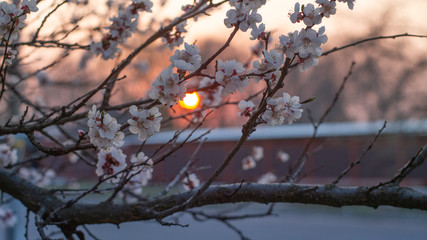 Sunset light goes through the spring flowers