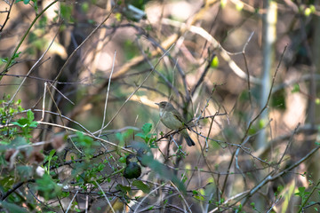 chiffchaff songbird on a branch in the forest