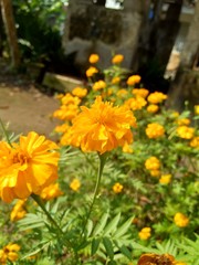 Tagetes erecta (Mexican marigold, Aztec marigold, African marigold) with natural background