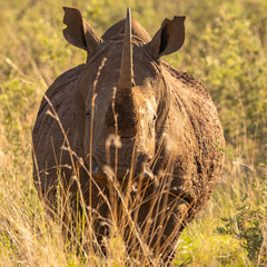 Pilansberg Natives © Adam