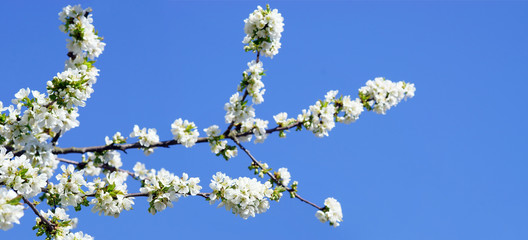 Cherry blossoms and blue sky, headline