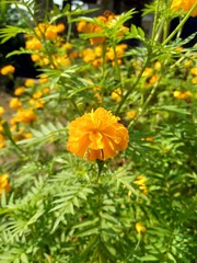 Tagetes erecta (Mexican marigold, Aztec marigold, African marigold) with natural background