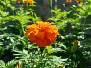 Tagetes erecta (Mexican marigold, Aztec marigold, African marigold) with natural background