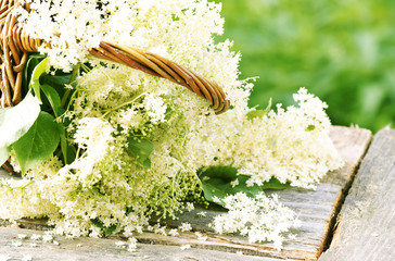 flowers from elderberry in basket, copy space