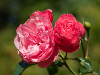 Shrub roses in bloom close-up
