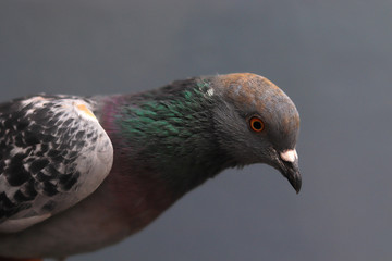 Close up head shot of beautiful pigeon bird, Pigeon close up on blue background