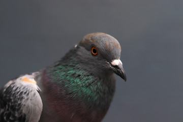 Close up head shot of beautiful pigeon bird, Pigeon close up on blue background