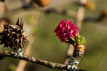 una bellissima gemma di larice con una pigna