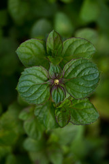 Stem plant peppermint with a navy, a view from above