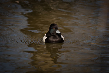 Porrón moñudo en un lago