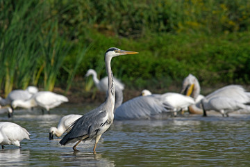 Grey heron in Greece / Graureiher (Ardea cinerea) in Griechenland