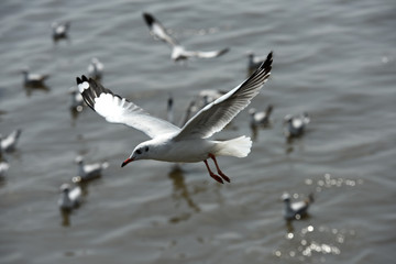 Fototapeta na wymiar seagulls flying in a sky as a background