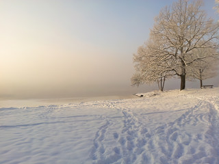 Hazy ice cold winter sunset landscape with snow, tree and fog over frozen lake.