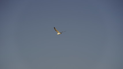 Perfect flight of seagulls in the sky