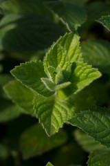 The plant mint vegetables in general