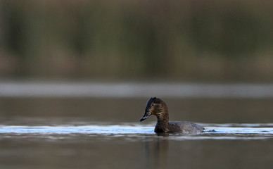 Common Pochard - Aythya ferina, Crete