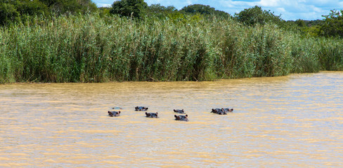 Hippopotamus in the water at the ISimangaliso Wetland Park, South Africa