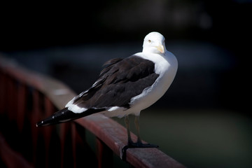 seagull on a fence