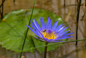 Beautiful violet lotus or water lily flowers blooming on pond