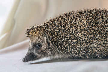 Hedgehog on a light background looking at the camera.