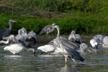Grey heron in Greece / Graureiher (Ardea cinerea) in Griechenland