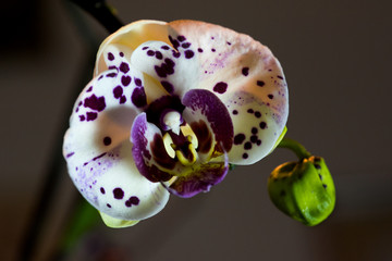 una splendida orchidea maculata