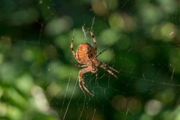 Araneus diadematus. View from the bottom on the web. Photo