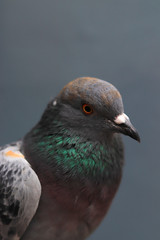 Close up head shot of beautiful pigeon bird, Pigeon close up on blue background