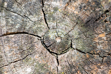 Cut of a log of wood
