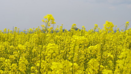 Obraz premium 菜の花畑