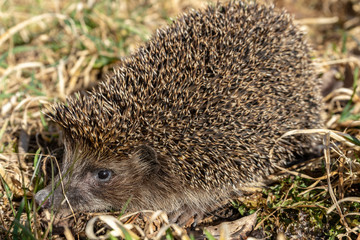 Hedgehog in dry grass in natural conditions.