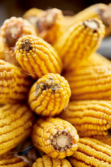 Organic corn in an Asturian traditional Horreo on autumn