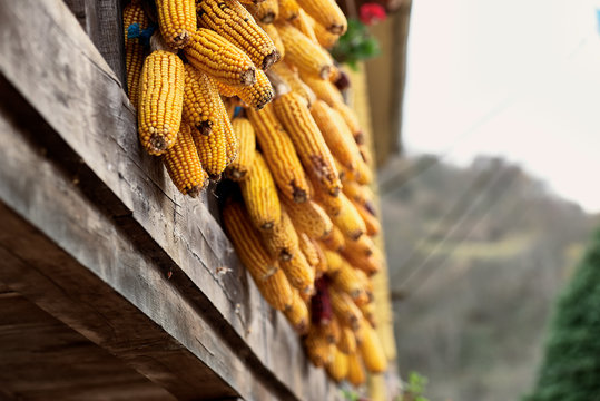 Organic corn in an Asturian traditional Horreo on autumn