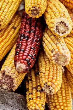 Organic corn in an Asturian traditional Horreo on autumn